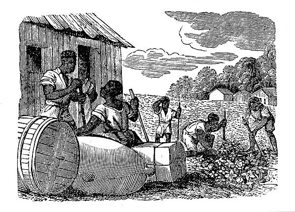 Slaves working on a tobacco plantation, 1833