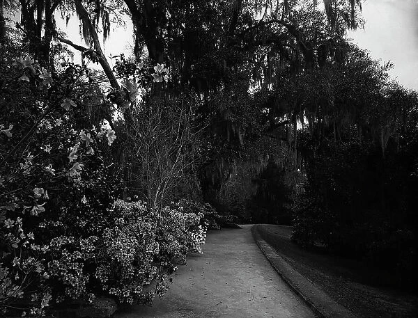 The Slope walk, Magnolia-on-the-Ashley, [Magnolia Gardens], Charleston, S.C. c1901. Creator: Unknown
