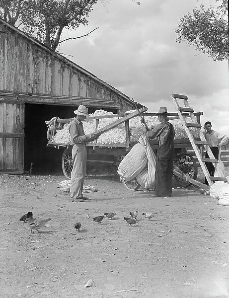Small cotton farm, Kern County, California, 1938. Creator: Dorothea Lange