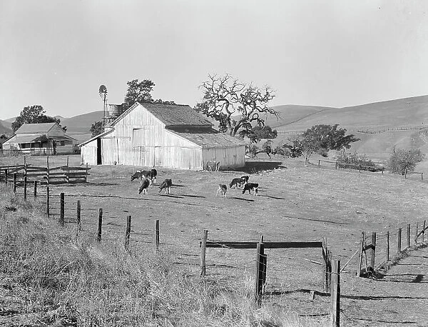 Small farm of California, Contra Costa County, 1938. Creator: Dorothea Lange