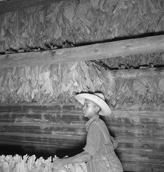 Son of sharecropper... hanging up strung tobacco inside barn, Shoofly, North Carolina, 1939. Creator: Dorothea Lange