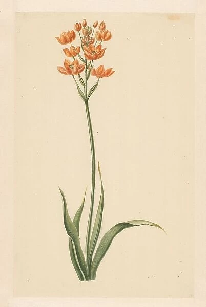 Southern wind lily, 1779. Creator: Vincent Jansz. van der Vinne