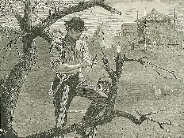 Spring Farm Work - Grafting, 1870. Creator: Unknown