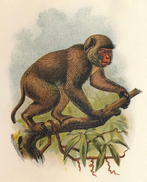 St. Johns Macaque, 1897. Artist: Henry Ogg Forbes