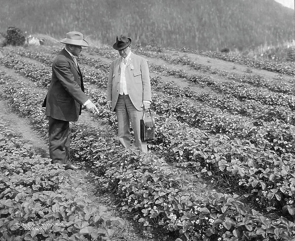 Strawberry plants on government farm, 1916. Creator: Curtis & Miller. Strawberry plants on government farm, 1916. Creator: Curtis & Miller