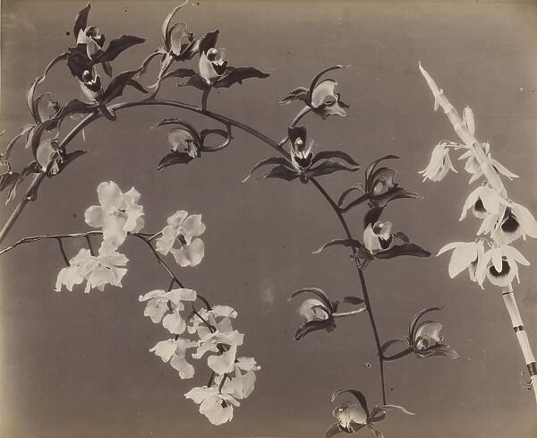 Study of Orchids, c. 1870s. Creator: Unidentified Photographer