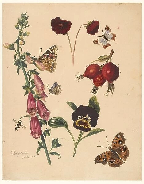 Study sheet with flowers and butterflies, 1824-1900. Creator: Albertus Steenbergen