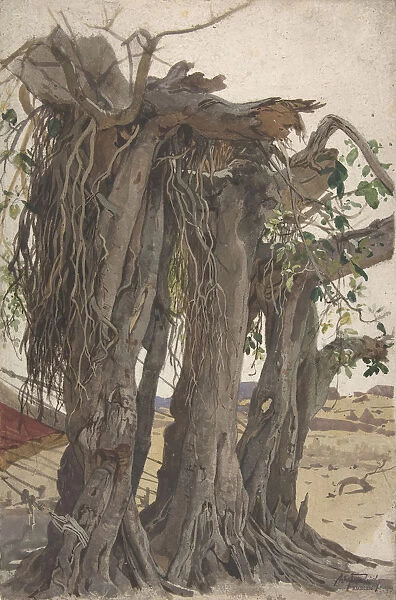Study of a Stump with Aerial Roots, mid-19th-early 20th century