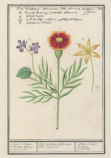 Tagetes (Tagetes), pansy (viola) and daffodil (Narcissus), 1596-1610. Creators: Anselmus de Boodt, Elias Verhulst