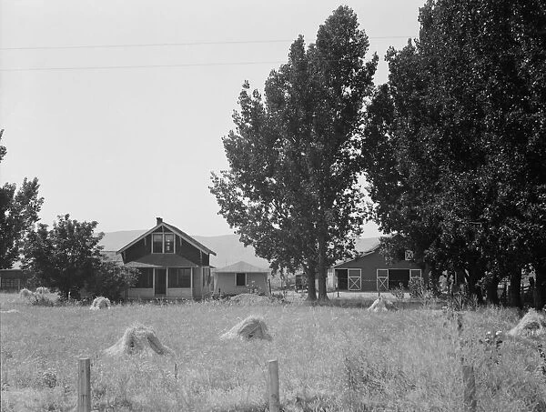 On tenant purchase program (FSA), west of Toppenish, Yakima County, Washington, 1939. Creator: Dorothea Lange
