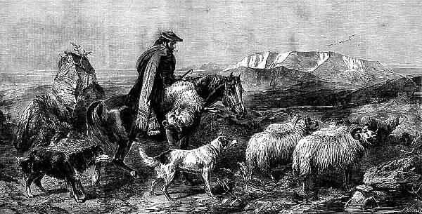 'Tired Sheep - Glen Spean, Scotland', by R. Ansdell, from the exhibition of the Royal Academy, 1862. Creator: W Thomas. 'Tired Sheep - Glen Spean, Scotland', by R. Ansdell, from the exhibition of the Royal Academy, 1862. Creator: W Thomas
