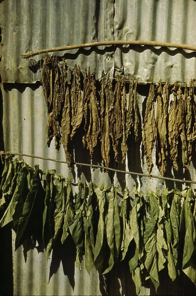 Tobacco string in the tobacco barn? vicinity of Barranquitas? Puerto Rico, 1942. Creator: Jack Delano