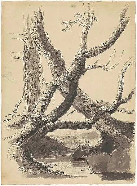 Tree Trunks, 1825-1840. Creator: Thomas Cole