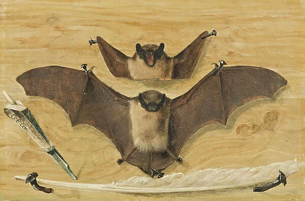 Trompe l'oeil: Two bats nailed to a timber wall, knife and quill pen ('The Bat Painting'), 1738. Creator: Gabriel Orm. Trompe l'oeil: Two bats nailed to a timber wall, knife and quill pen ('The Bat Painting'), 1738. Creator: Gabriel Orm