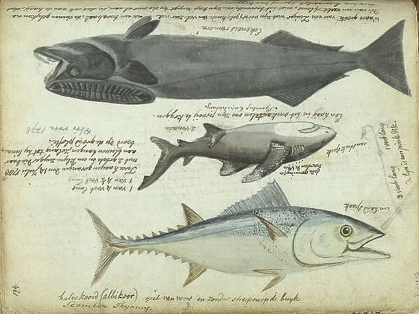 Tuna (Thunnus thynnus), shark (Carcharodon carcharias) and remora (Echeneidae), 1788. Creator: Jan Brandes