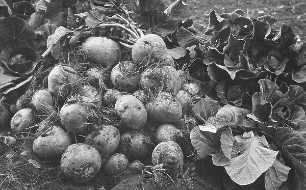 Turnips and cabbage raised by Rev. G.B. Burgess, between c1900 and c1930. Creator: Unknown