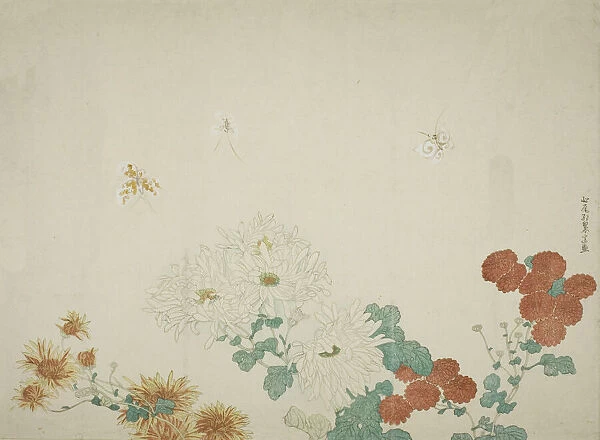 Three Types of Chrysanthemums, Japan, c. 1790. Creator: Kitao Shigemasa