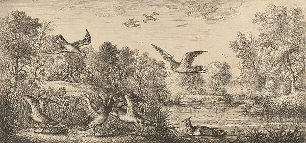 Vanellus, Vanneau (The Lapwing): Livre d Oyseaux (Book of Birds), 1655-1660