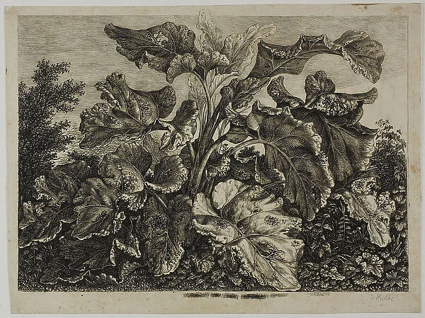 Vegetable Sheet, 1800 / 28. Creator: Carl Wilhelm Kolbe the elder