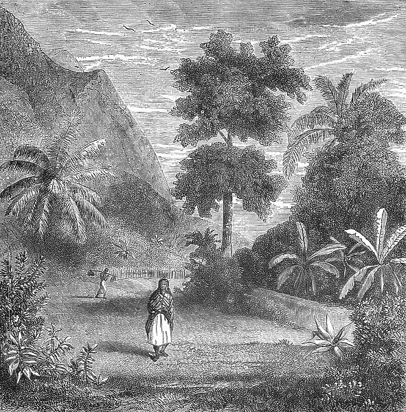 Vegetation of Tahiti; Speculations concerning Former Southern Geographies, 1875. Creator: Unknown