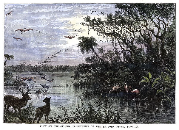 View on one of the Tributaries of the St John River, Florida, 19th century