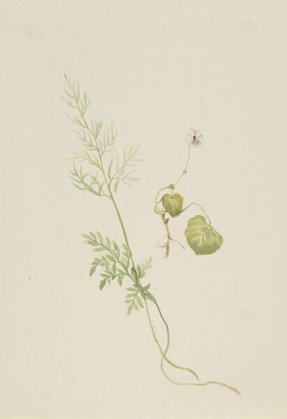 Viola palustris, ca. 1917-1918. Creator: Mary Vaux Walcott