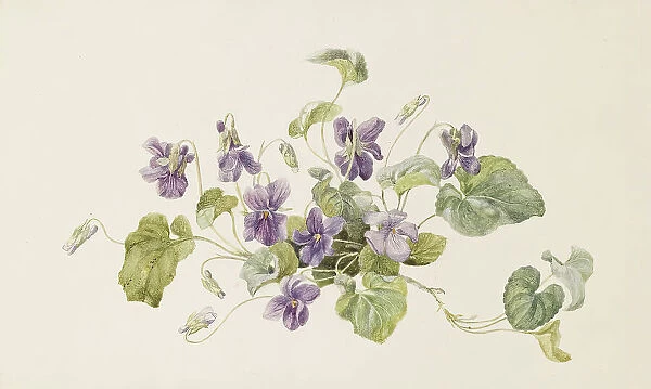 Violets, c1875. Creator: Gerardina Jacoba van de Sande Bakhuyzen
