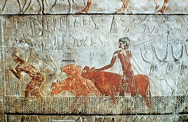 Walking cattle across a channel, wall relief, Saqqara, Egypt