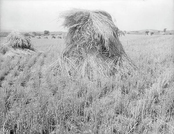 Wheat in Sperryville, Virginia, 1936. Creator: Dorothea Lange