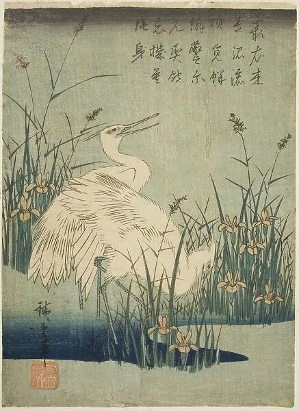 White herons and iris, c. 1830s. Creator: Ando Hiroshige
