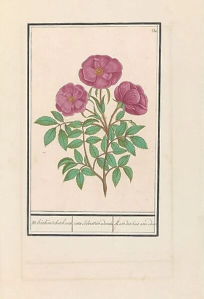 Wild Rose (Rosa), 1596-1610. Creators: Anselmus de Boodt, Elias Verhulst