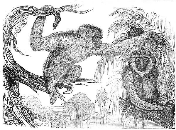 The 'Wou-wou', or silvery gibbons, 1845. Creator: Unknown