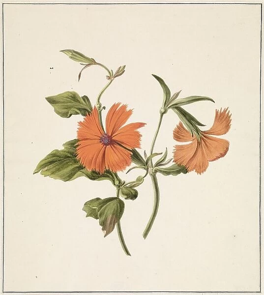 Yellow Chinese Rose (Rosa Chinensis Lutea), 1820. Creator: M. de Gijselaar