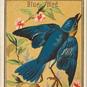Blue Bird, from the Birds of America series (N4) for Allen & Ginter Cigarettes Brands