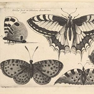 Five Butterflies, 1646. Creator: Wenceslaus Hollar