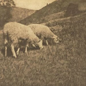 Camera Work: Sheep, 1906. Creator: Hans Watzek (Austrian, 1848-1903)