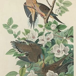 Carolina Pigeon or Turtle Dove, 1827. Creator: Robert Havell