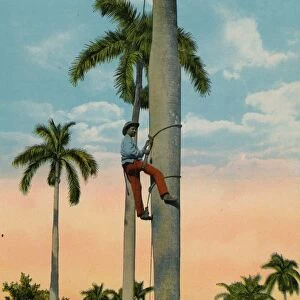Climbing a palm tree, Cuba, c1920