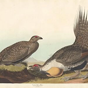Cock of the Plains, 1837. Creator: Robert Havell