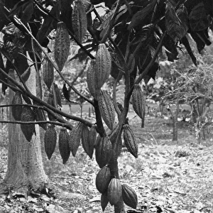 Cocoa tree, Jamaica, c1905. Artist: Adolphe Duperly & Son