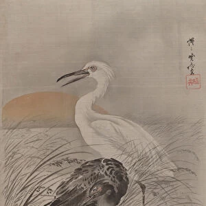 Cranes in Marsh, ca. 1887. Creator: Kawanabe Kyosai