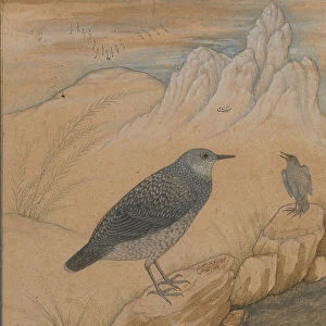 Diving Dipper and Other Birds, Folio from the Shah Jahan Album, recto: ca. 1610-15