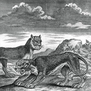 East Indian leopard, 1750