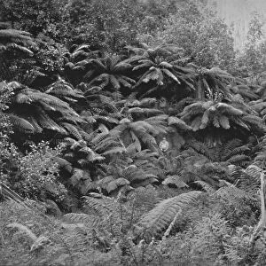 Fern-Tree Valley, Under Mount Wellington, 19th century