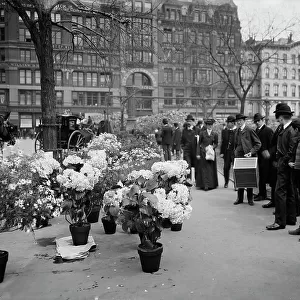 Flower vender's [sic] Easter display in Union Square Park, New York, between 1900 and 1910. Creator: Unknown