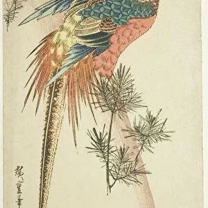 Golden pheasant and pine shoots in snow, c. 1833. Creator: Ando Hiroshige