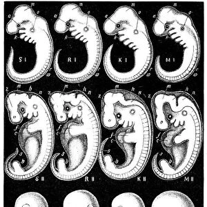 Haeckels comparision of embryos of Pig, Cow, Rabbit and Man. Artist: Ernst Haeckel