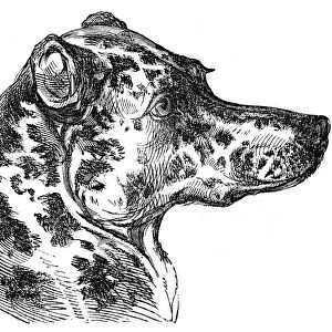 Head of the Dalmatian Dog, 1844. Creator: Unknown