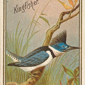 Kingfisher, from the Birds of America series (N4) for Allen &