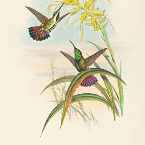 Lampornis veraguensis (Veraguan Mango). Creators: John Gould, Henry Constantine Richter